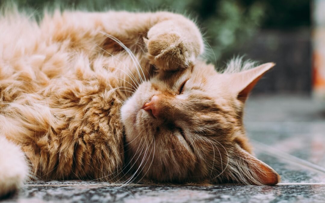 Kattenoppas of hondenoppas: wat past beter bij jou?