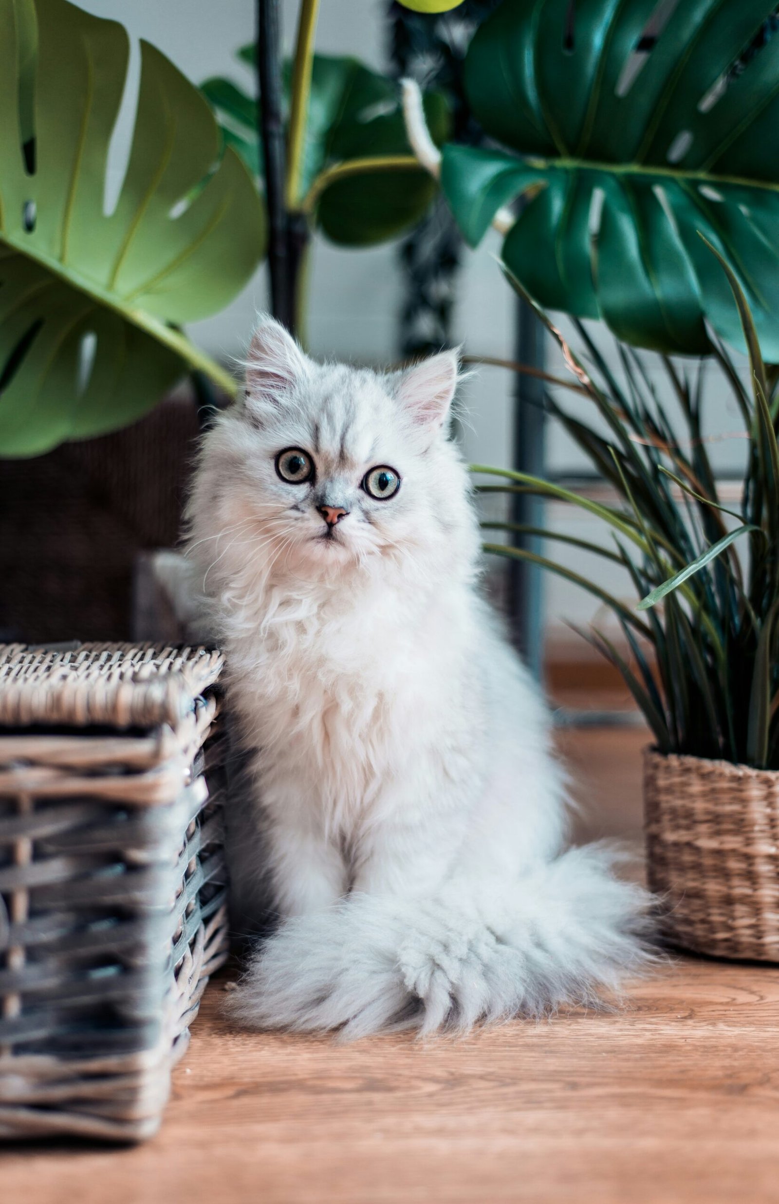rana-sawalha-X7UR0BDz-UY-unsplash